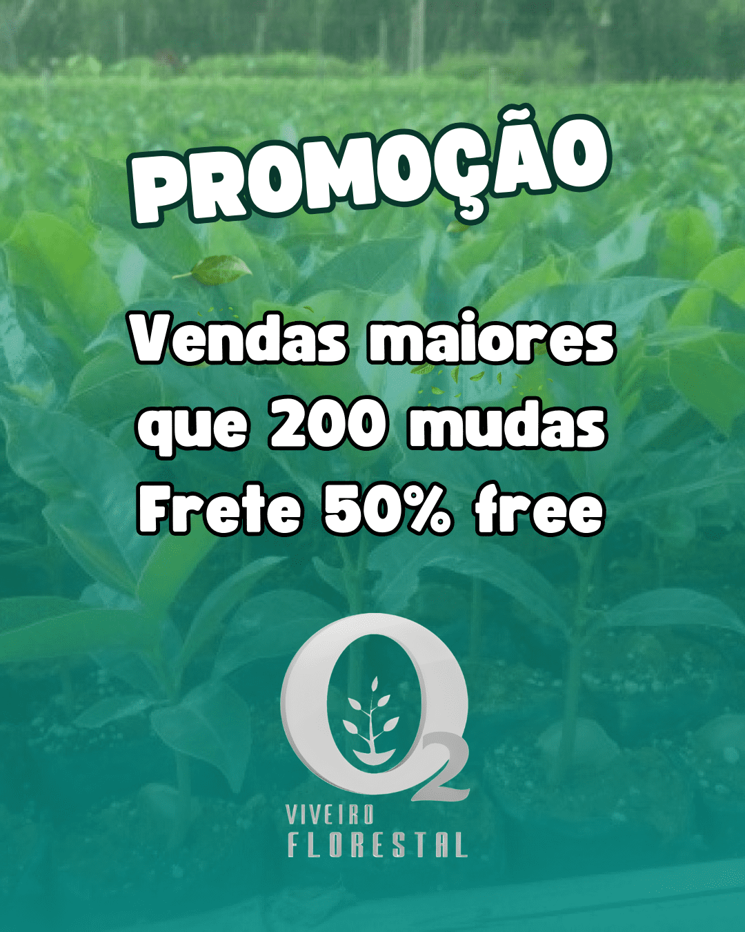 PROMOÇÃO MUDA DE  MOGNO AFRICANO