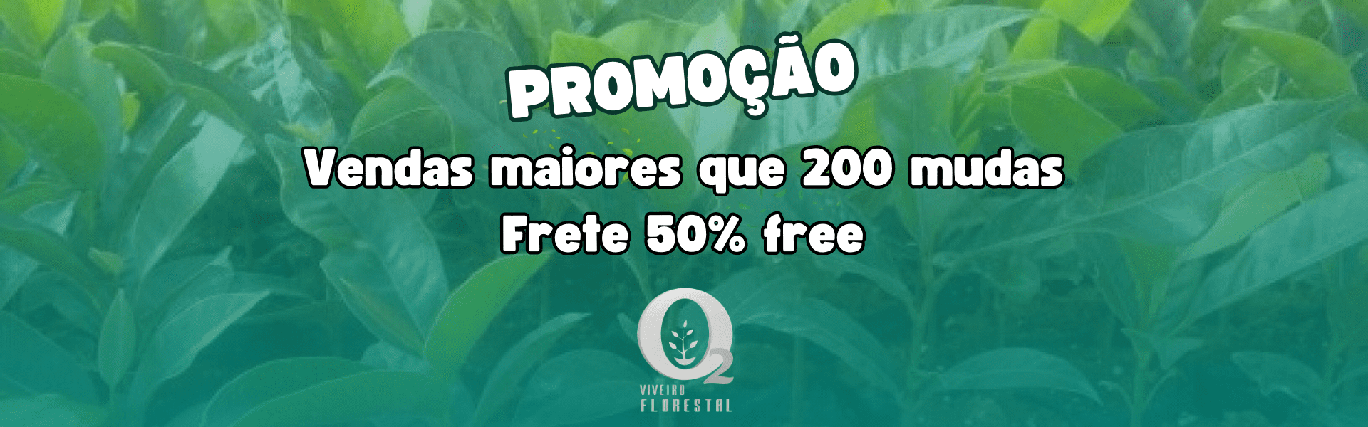 PROMOÇÃO MUDA DE  MOGNO AFRICANO