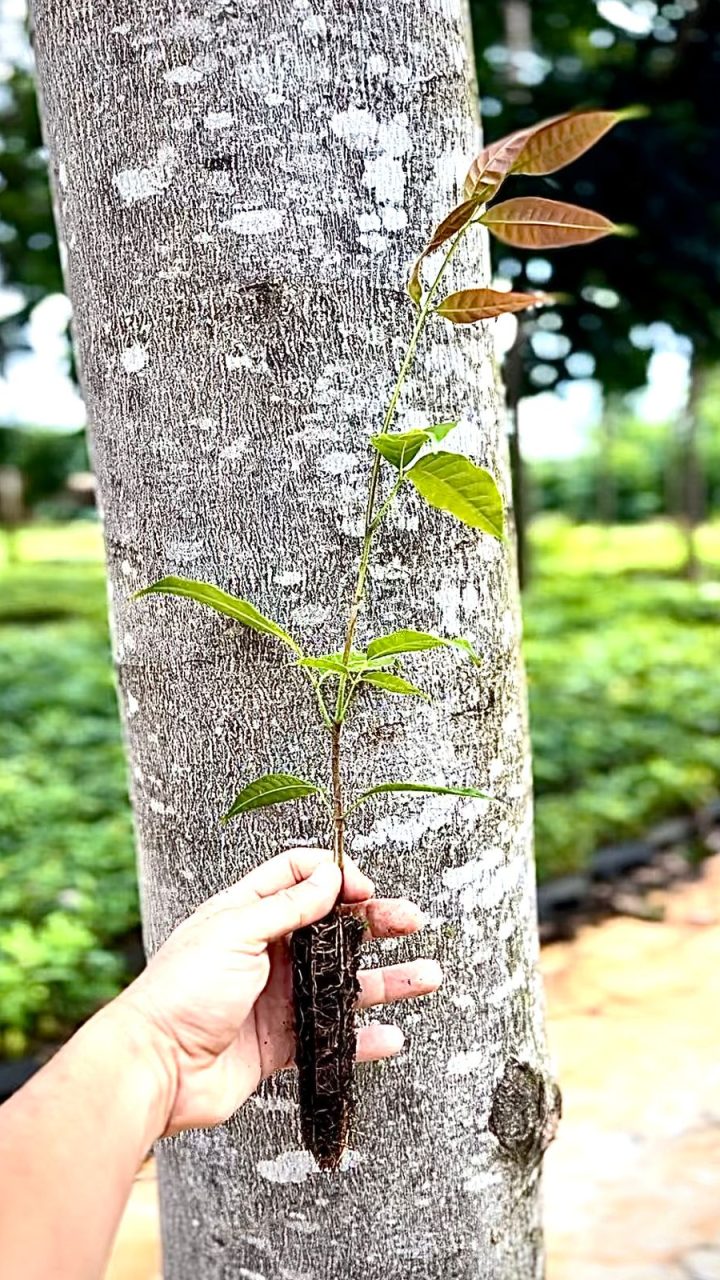 Mudas-de-Khaya-grandifoliola-tubete-55cm3