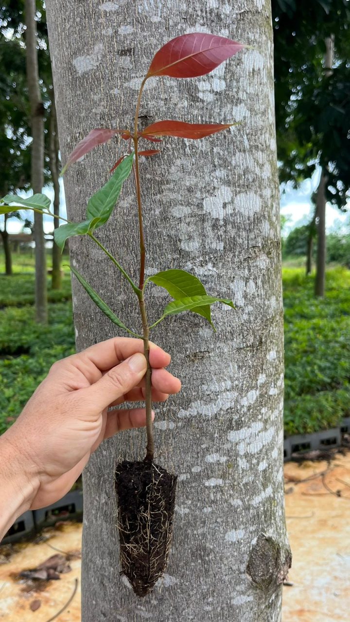 Mudas-de-Khaya-grandifoliola-tubete-180cm3