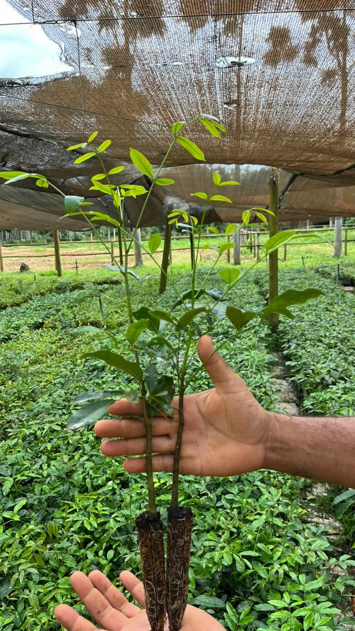 Mudas de khaya senegalensis Tubete 55 cm3