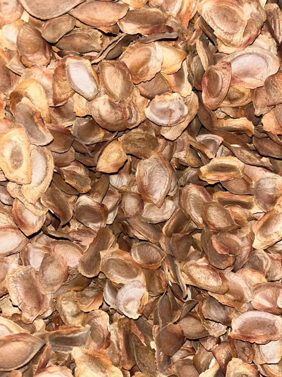 Sementes de Mogno africano - Khaya senegalensis