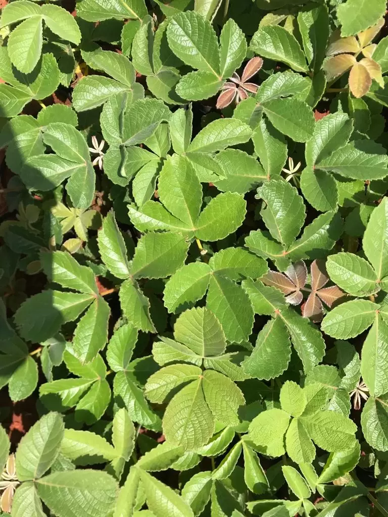 Mudas de Pequi (Caryocar brasiliense) - PRONTA ENTREGA - Imagem 3