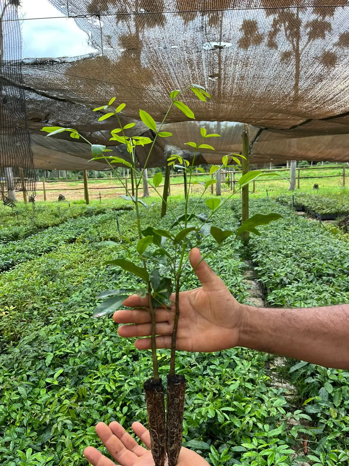 Mudas Khaya senegalensis tub. 55 - Imagem 2