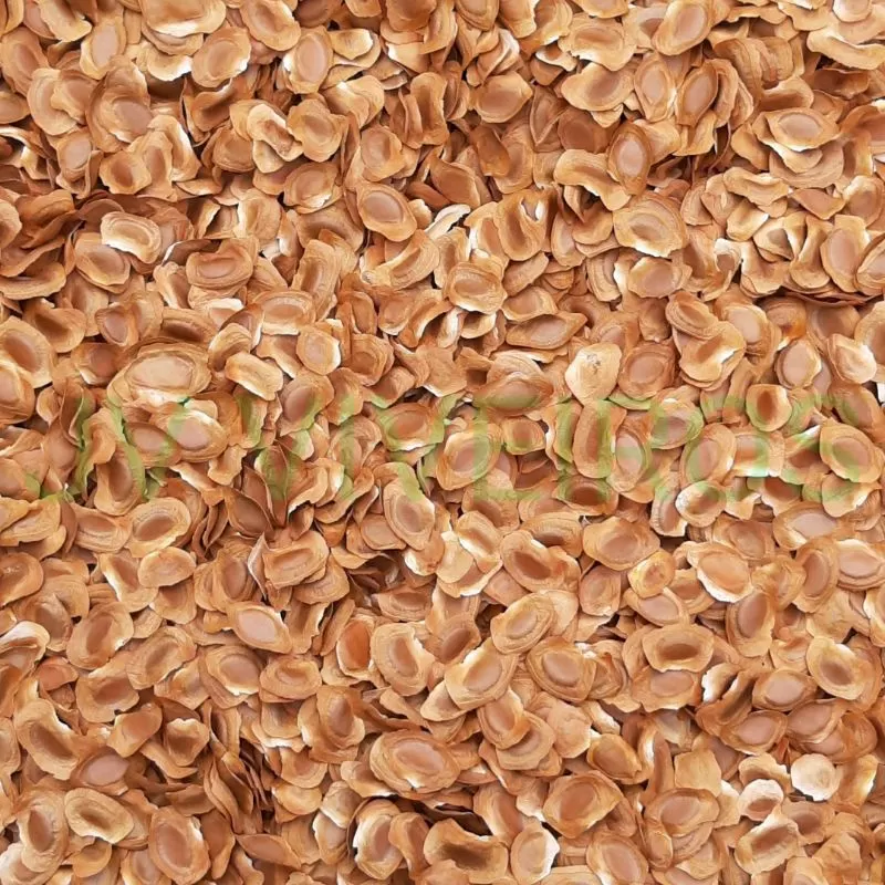 Sementes de Mogno africano - Khaya senegalensis - Imagem 3