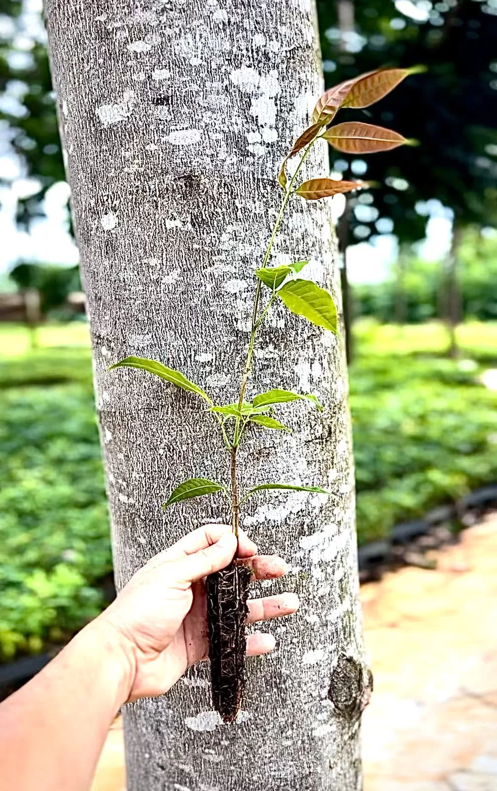 Mudas de Khaya grandifoliola tubete 55cm3