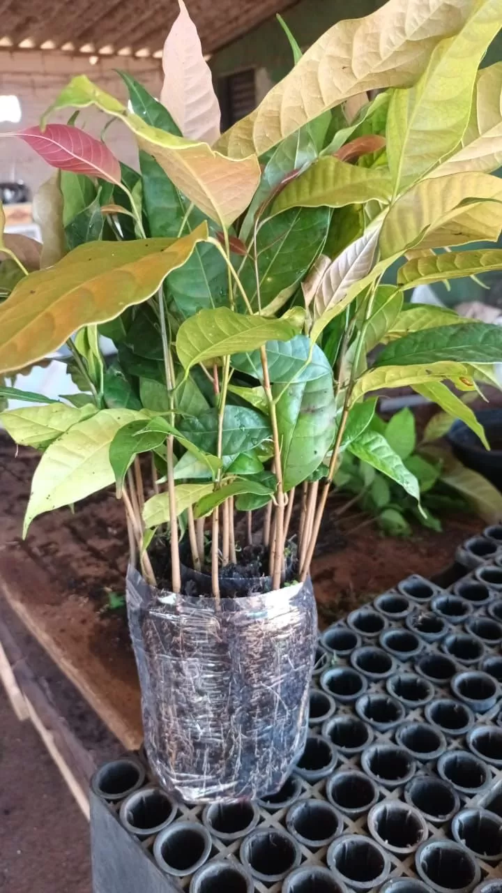 Mudas de Khaya grandifoliola tubete 55cm3 - Imagem 4