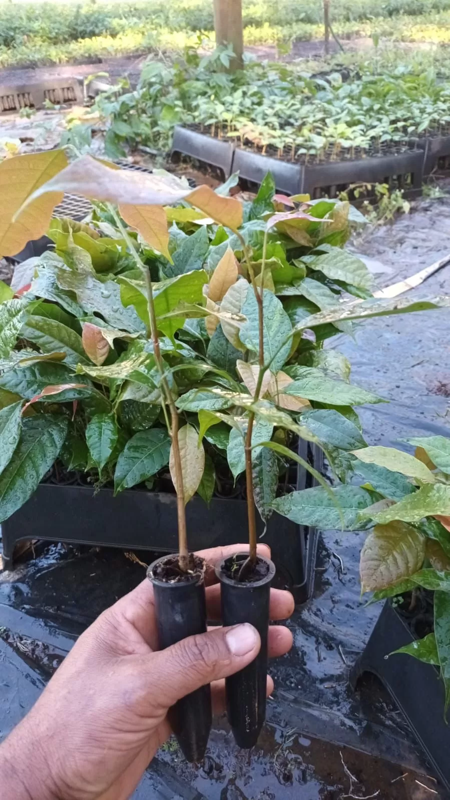 Mudas de Khaya grandifoliola tubete 55cm3 - Imagem 3