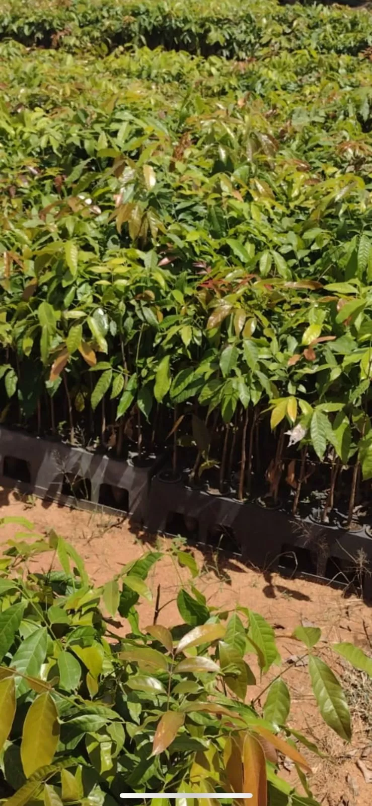 Mudas de Khaya grandifoliola tubete 180cm3 - Imagem 4