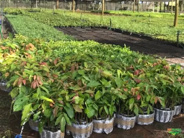 Mudas de Khaya grandifoliola tubete 180cm3 - Imagem 3
