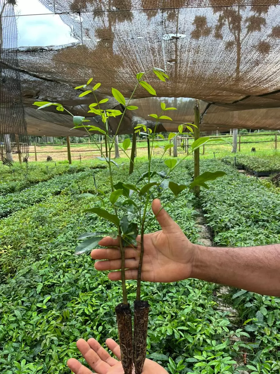 Mudas Khaya senegalensis tub. 55
