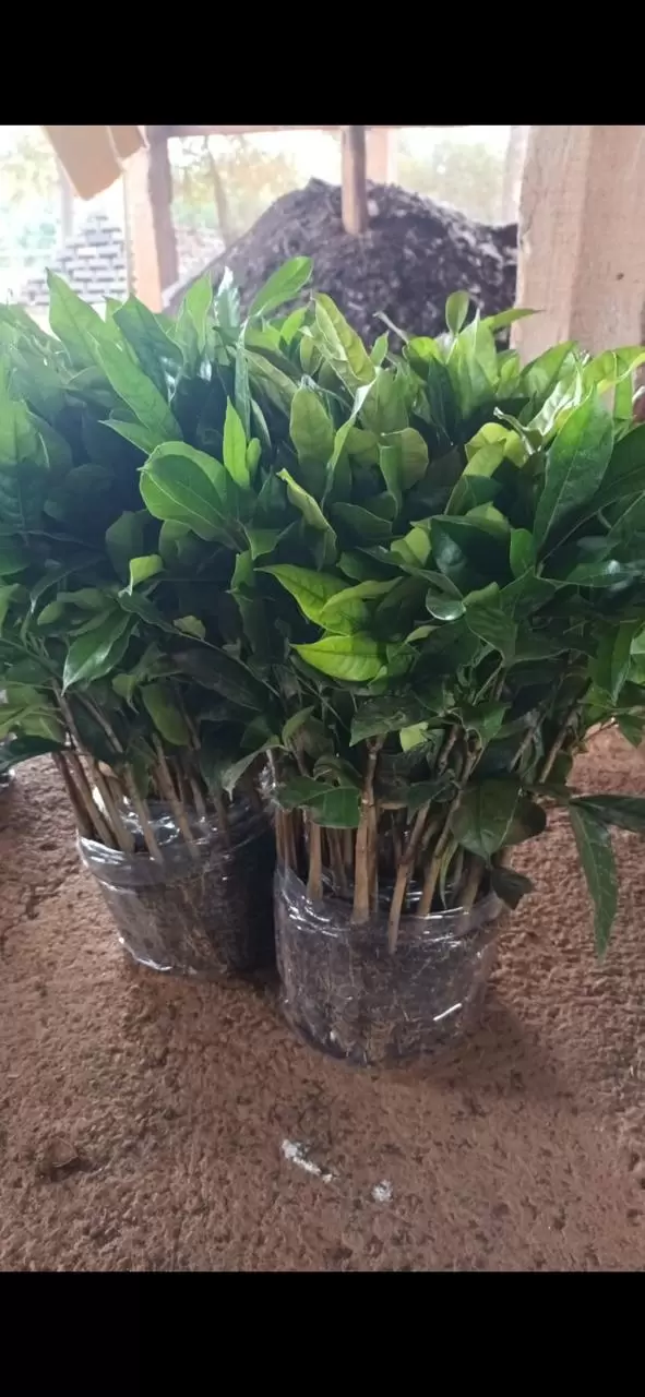 Mudas Khaya senegalensis tub. 55 - Imagem 4