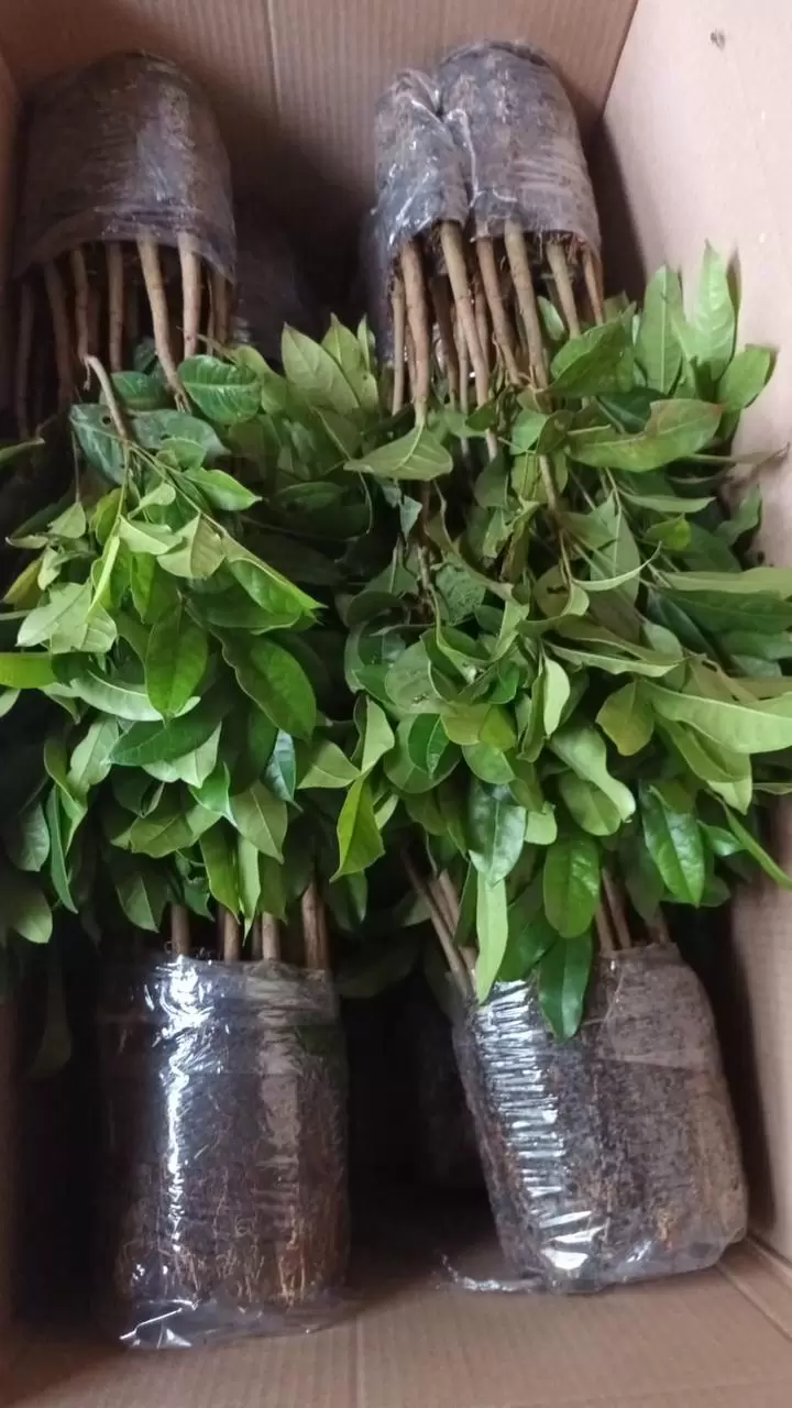 Mudas de Khaya senegalensis Tub. 180 - Imagem 4